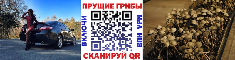 Купить закладки  Медвежьегорск  Псилоцибиновые грибы Psilocybe 